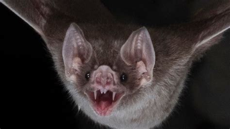 The Enigmatic Social Behavior of the Black Magic Bat: Insights from Ethological Studies